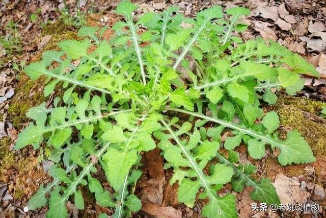 秃妮子头野菜能吃吗？
