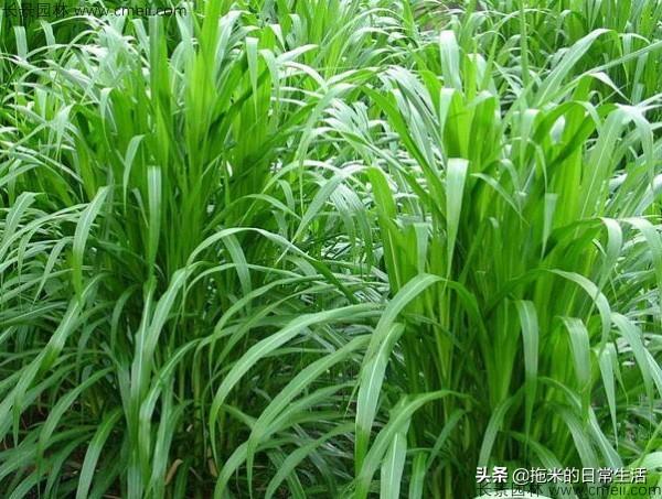 头条问答 - 为什么山泉水浇灌作物带甜味呢?(3个回答)