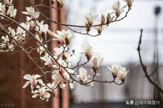 紫玉兰船舶:紫玉兰船舶昨晚靠连云港 家里种的玉兰三年了都没开花什么原因？