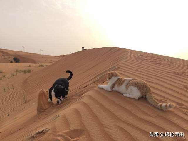 荒漠猫和普通猫有什么区别:土猫和品种猫有什么区别？