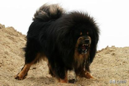 鬣狗vs藏獒藏獒和鬣狗谁厉害?:体型相近的藏獒能打赢鬣狗吗？东方神犬与非洲二哥谁比较厉害？