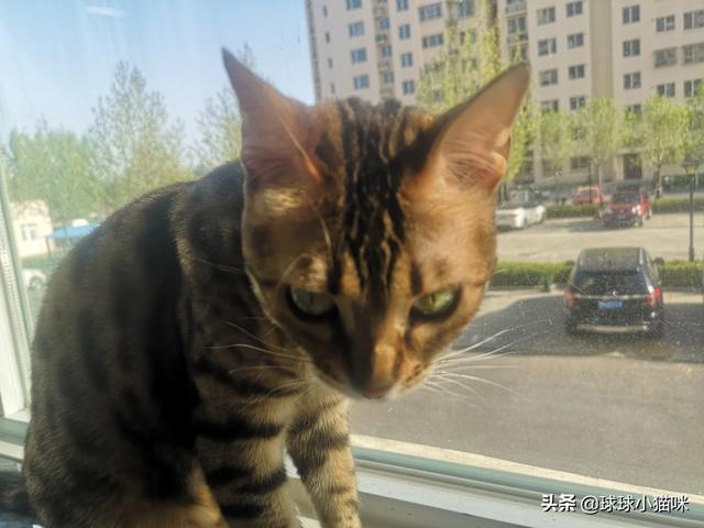 辅猫吧:家里人不让养猫了怎么办？
