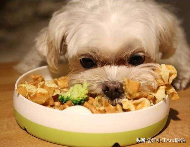 哈士奇吃什么狗粮好:成年哈士奇一天吃多少狗粮合适？
