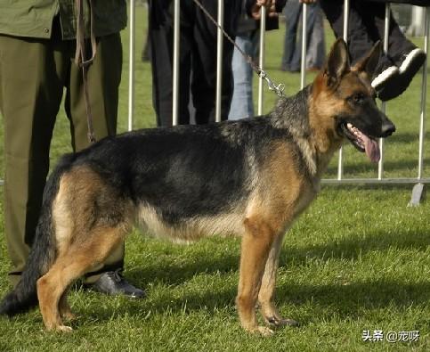 小德国牧羊犬图片:东德牧羊犬和西德牧羊犬，哪个幼犬售价高一些？为什么？