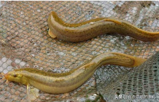 台湾泥鳅吃什么饲料:台湾泥鳅吃什么饲料? 泥鳅网箱养殖如何科学投喂？