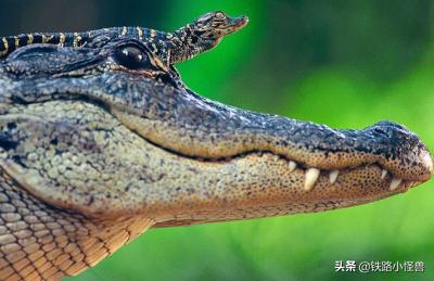 电鳗有天敌吗？为什么？