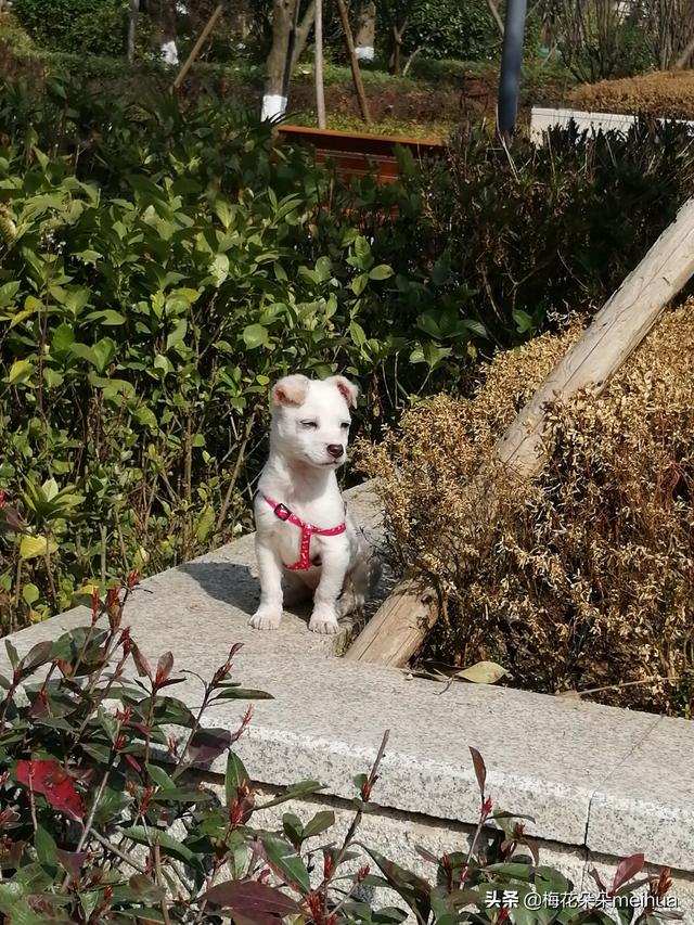 中国有波利犬吗?:我国的哪种狗可以打的过纽波利顿犬？为什么？