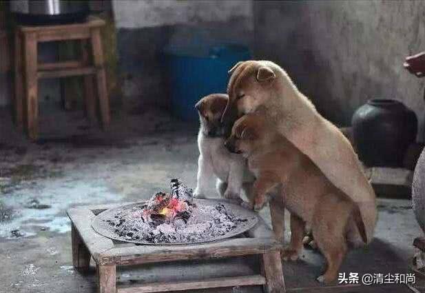 哈士奇不会狗叫:警犬二三事，哈士奇都能当警犬了，为啥土狗不能当？