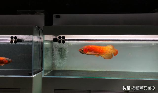 小型宠物有哪些:什么小动物适合家养，占用空间少还不脏的，有哪些？