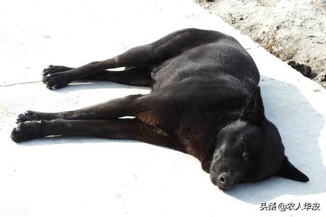 雪狼狗在哪弄:农村老话“狗不咬没见过面的自家人”，狗是如何分辨“自家人”？