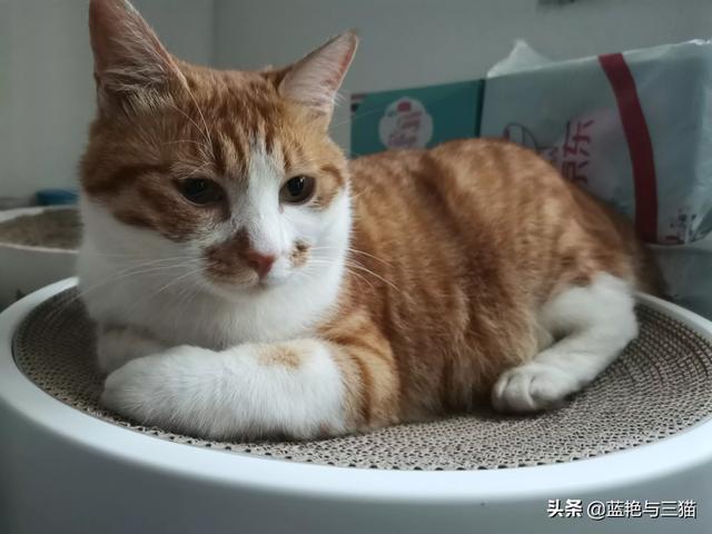你们的猫咪性格好吗？