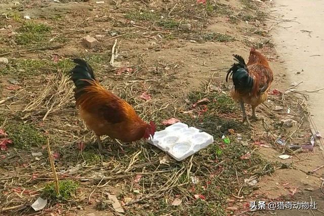 为什么鸡那么喜欢吃泡沫？