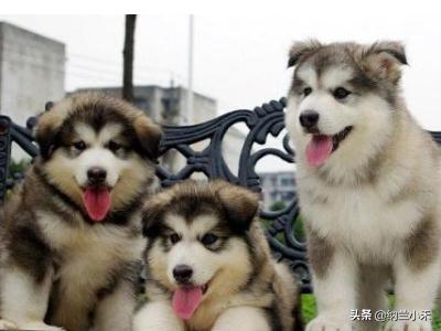 如何挑选和喂养罗威纳幼犬:教你如何挑选阿拉斯加幼犬？