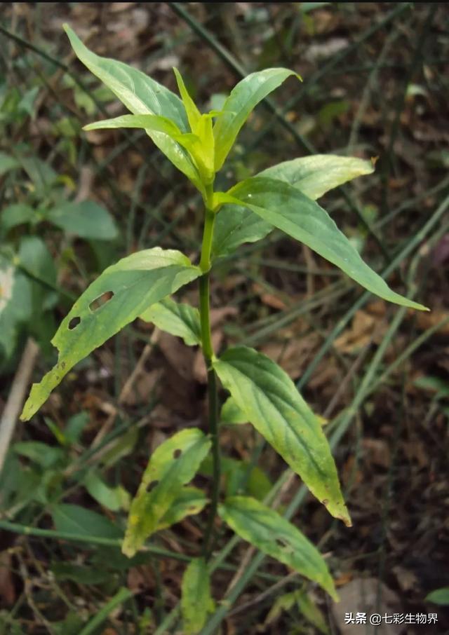 鲜竹节草:新鲜牧草怎样喂猪效果更好？