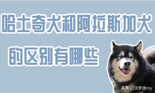 阿拉斯加和哈士奇的区别:西伯利亚雪橇犬和阿拉斯加雪橇犬为什么那么像？怎么分辨？