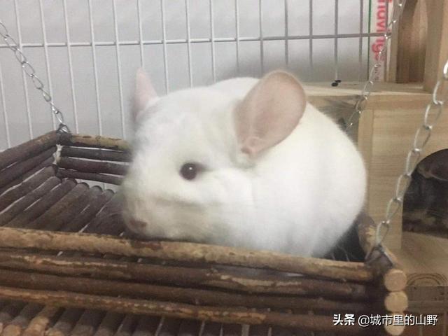 可以晒晒你们的宠物吗？