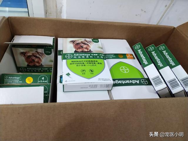 驱虫药和猫罐头一起吃:猫咪体内体外驱虫能同时进行吗？