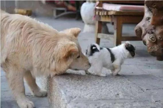 杜兵猎犬 袭击:狗狗一见面，为什么会先“闻屁股”？
