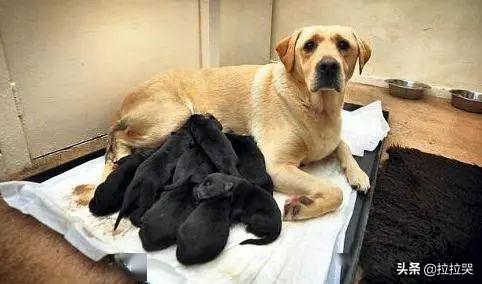 美国斗牛梗:如何知道遇到的是不是恶犬，从而提前防备？