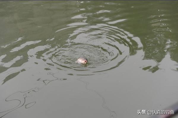 类似小猫一尾男女关系的小说:为什么感觉钓鱼会越来越上瘾？ 女主叫小猫的言情小说
