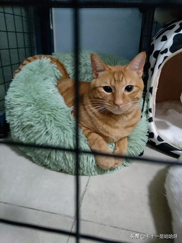 主人抓着橘猫的手跳舞:猫咪会不会六亲不认对主人又抓又咬呢？