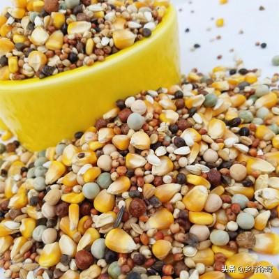 关于鸽子的养殖技术:鸽子的饲料喂养，怎么做才能更科学？