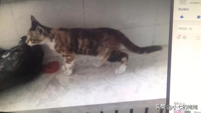 猫会说话:如果猫会说话，那会是怎样的情景？