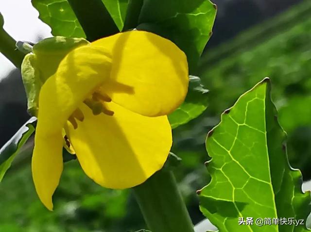 大花金鸡菊什么时候开花:大花金鸡菊是什么时候开的 花卉、绿植、盆景、蔬菜，如果有自己的院子你更愿意养哪一种？