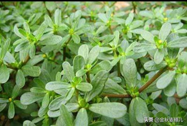 有哪些野菜以前农村都没人吃,现在在城市又很抢手,可以怎么做着吃呢？
