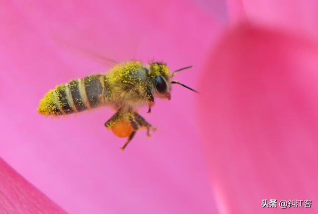 蜂鸟鹰蛾幼虫图片:把你手机相册里的昆虫相片拿出来PK一下？