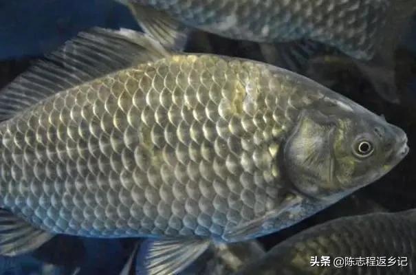 为什么中国人不吃金鱼，为什么中国人几乎什么都吃，却唯独对金鱼敬而远之？