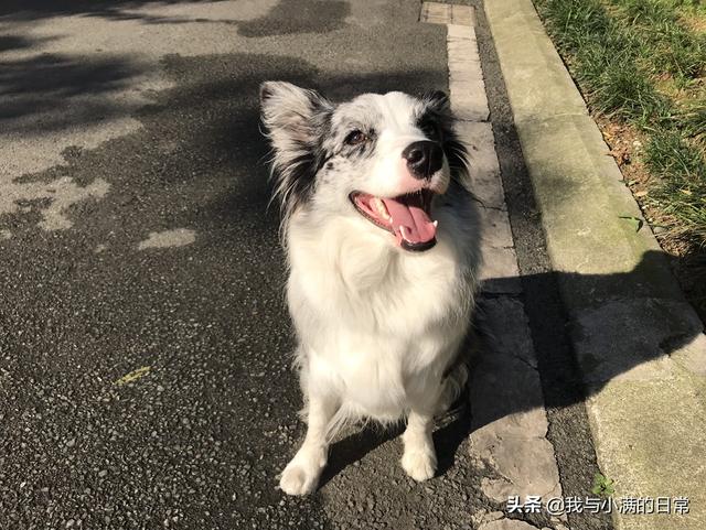 犬冠状病毒疫苗:犬冠状治疗，宠物诊所治疗费高，不想放弃，有没有其他办法？