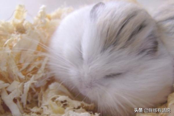 奶茶仓鼠怎么样:仓鼠到底养哪种？你想好了吗？