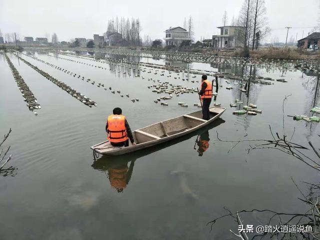 花鳗鲡池塘养殖的效果:鱼塘可以用网箱养殖草鱼吗，怎么做好？