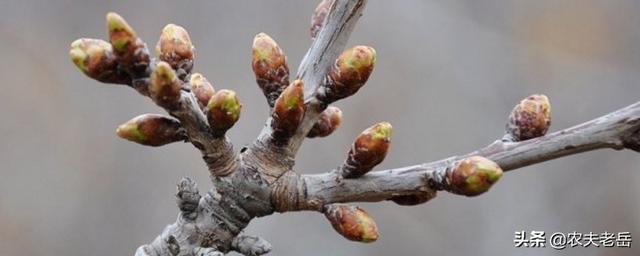 樱桃树剪枝怎么区分花芽和叶芽？