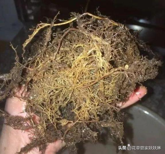 茶花常见病与治疗方法,茶花的烟煤病和炭疽病怎么治？