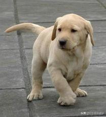 如何喂养哥顿雪达犬:如何正确饲养柴犬？养柴犬需要注意一些什么地方？