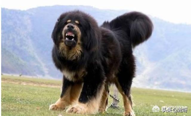 鬼脸獒王的价格:鬼脸獒王能够打赢几头北美大灰狼？为什么？