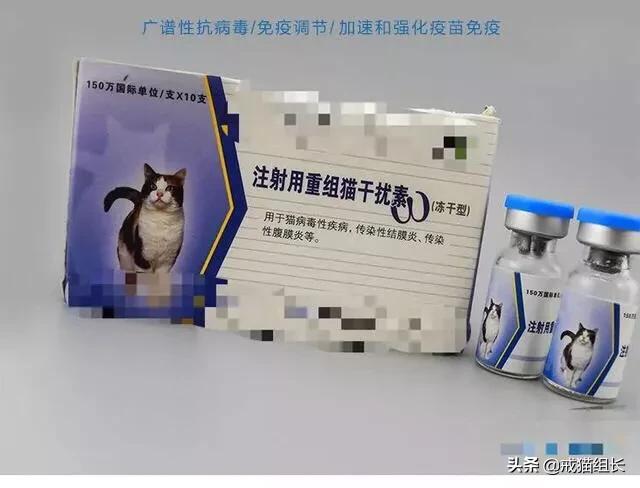 福原爱宠物医院赖教授:赖氨酸膏，是养猫必备吗？