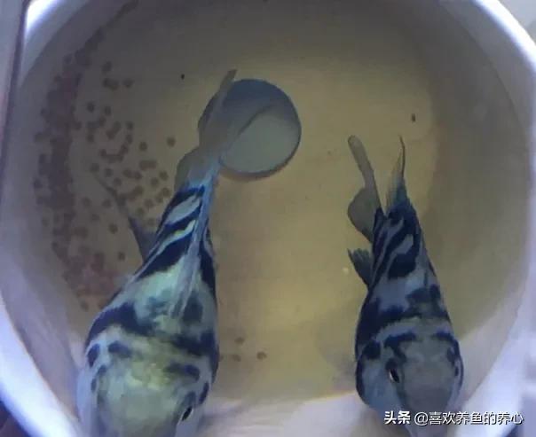 迷你鹦鹉鱼繁殖隔离吗:为什么公的小鹦鹉看见刚买回来的母鹦鹉会一直吵架？