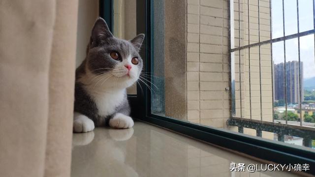 帕拉斯猫为什么不能养:问，猫爱咬人这猫能养吗？ 帕拉斯猫