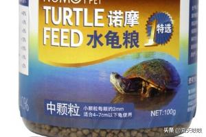 小金钱龟怎么养：小金钱龟怎么养放多少水