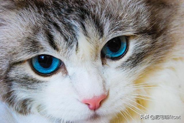 猫瞳孔颜色的代表:有关猫的眼睛冷知识有哪些？