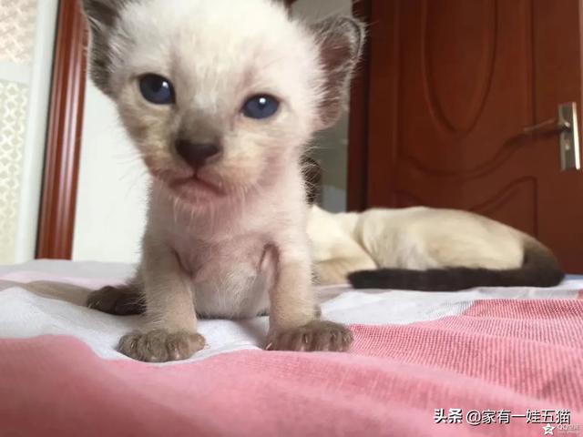 伤口拆线后感染的原因:猫做完绝育手术后拆线，有一点感染，该怎么办？