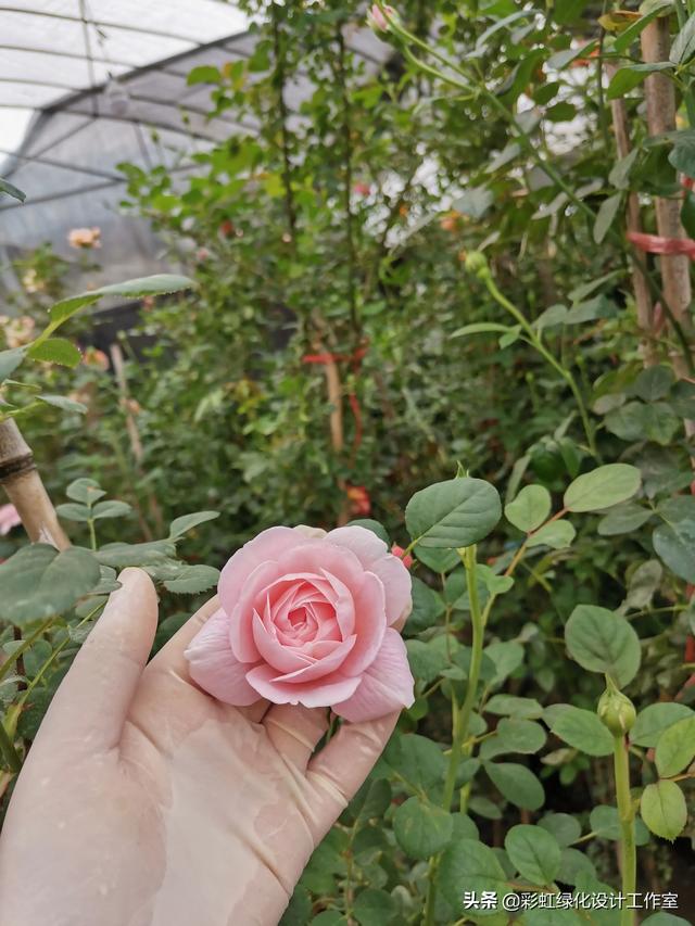 花淋雨后怎么施肥 彩虹绿化设计工作室的回答 头条问答
