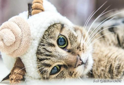 刚睁眼的小猫吃什么:刚出生的小猫吃什么!急急急？