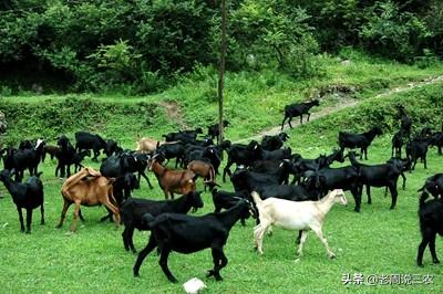 狗的生活习性和特点:山羊有哪些生活习性？怎样利用这些习性养好山羊？