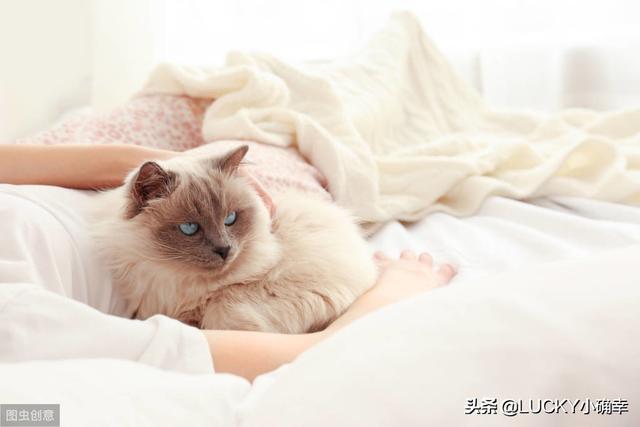 养一只电子宠物猫吧:养一只喵星人，需要做好哪些心理准备？