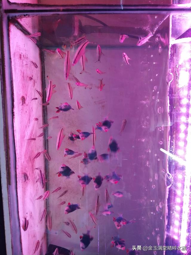 多彩鹦鹉设计素材:宝蓝迷你鹦鹉背景纸选什么颜色好？