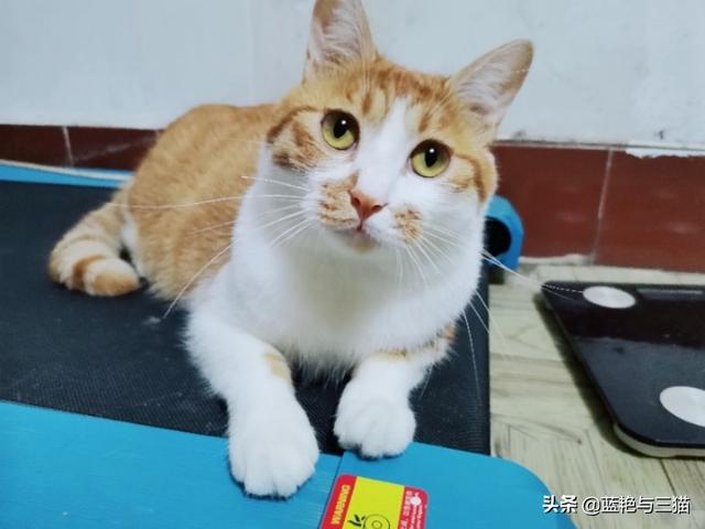 家家猫:家家猫电视购物 被猫抓伤后，需要注射狂犬疫苗吗？